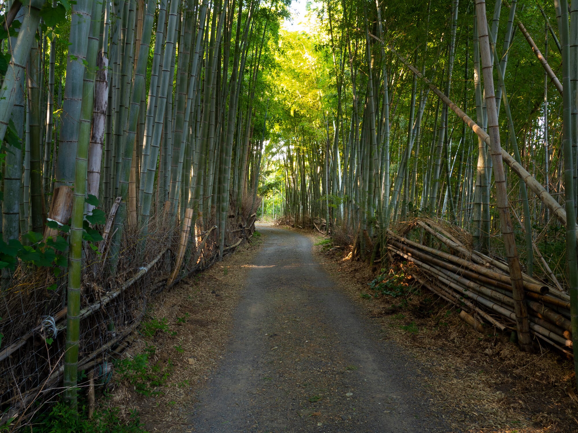 Bambus wächst inzwischen fast überall auf der Welt. Bei einer hohen Luftfeuchtigkeit zwischen 80% bis 90% sind die meisten Bambusarten jedoch in Ostasien und Lateinamerika heimisch (im Bild: Bambuswald bei Kyoto, Japan).