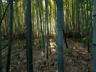 Mit mehr als 1.200 verschiedenen Arten ist Bambus kein Holz, sondern tatsächlich ein Gras, auch wenn es viele mit Holz vergleichbare Eigenschaften aufweist (im BIld: Bambuswald in der Nähe von Kyoto, Japan).