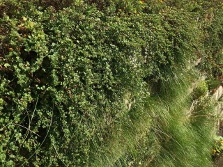 Mit dem Begrünungssystem Biolit Vertical Green besteht die Möglichkeit eine flexible Konstruktion aus Kalkandsteinen als vertikalen Garten zu errichten.