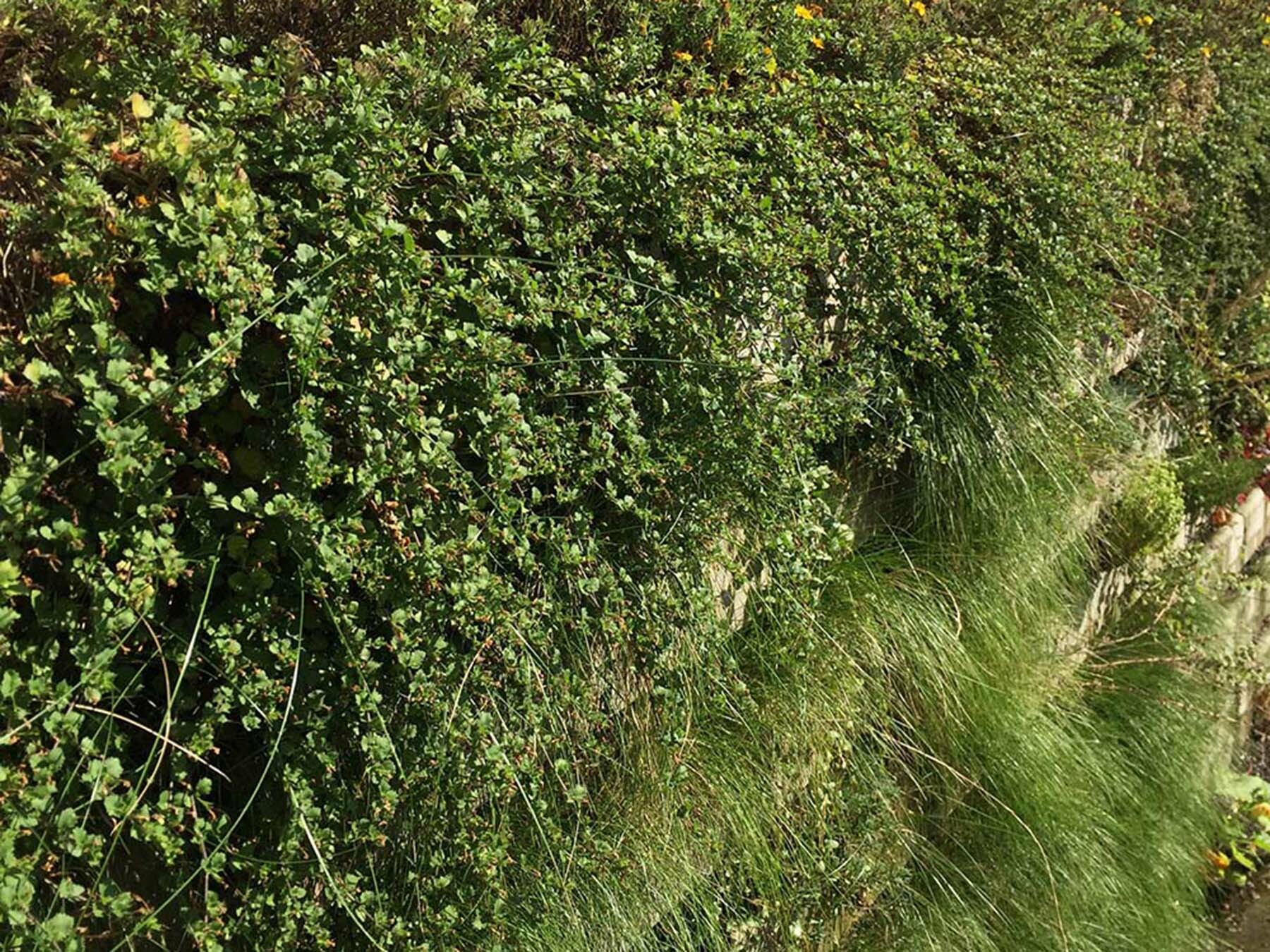 Mit dem Begrünungssystem Biolit Vertical Green besteht die Möglichkeit eine flexible Konstruktion aus Kalkandsteinen als vertikalen Garten zu errichten.