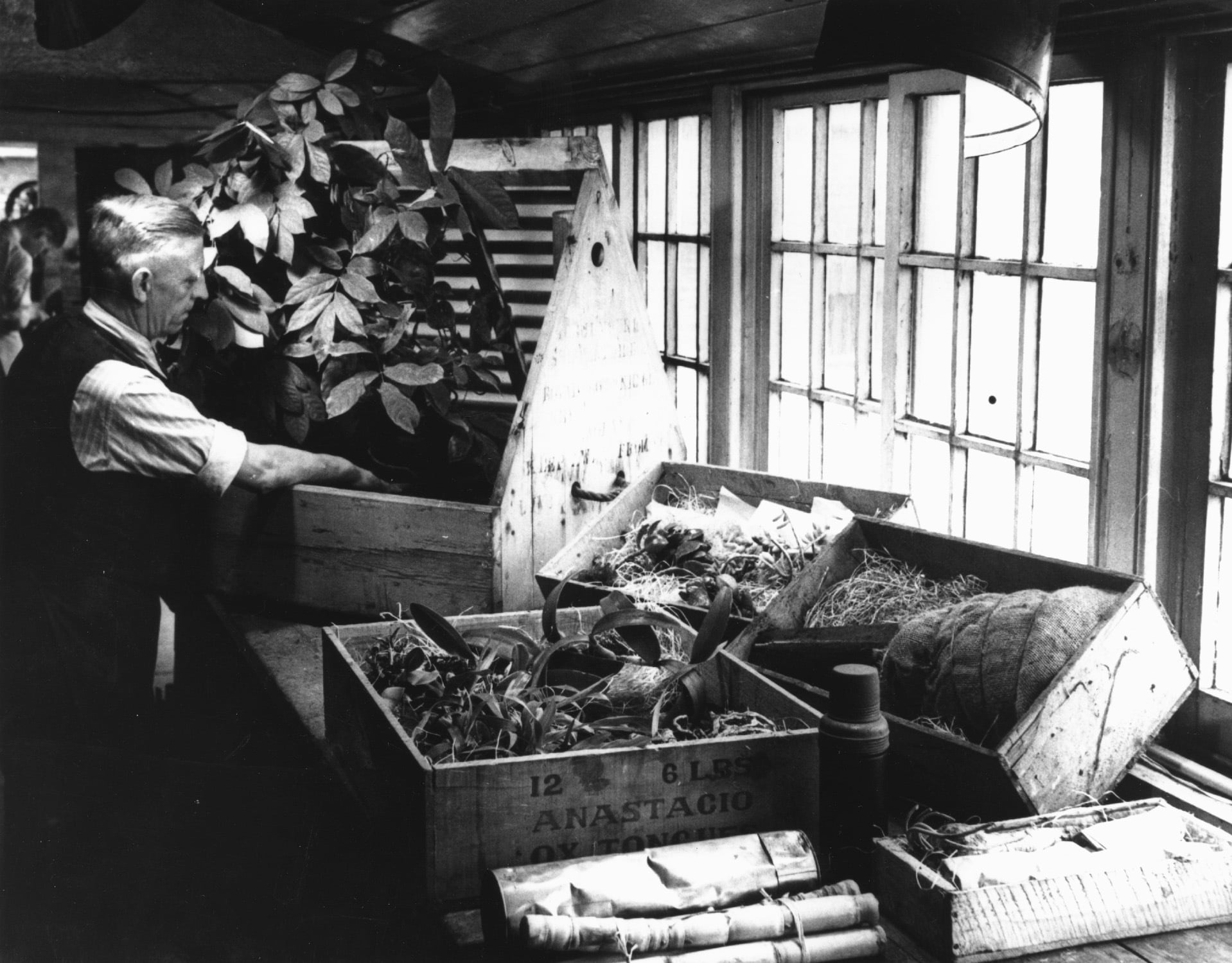 ein Gärtner bereitet einen Wardschen Kasten für den Transport vor, historische Fotografie im Archiv der Royal Botanical Gardens, Kew, London
