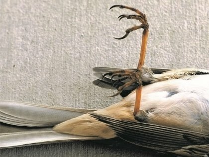 Vogelanprall an Glasflächen – Geprüfte Muster