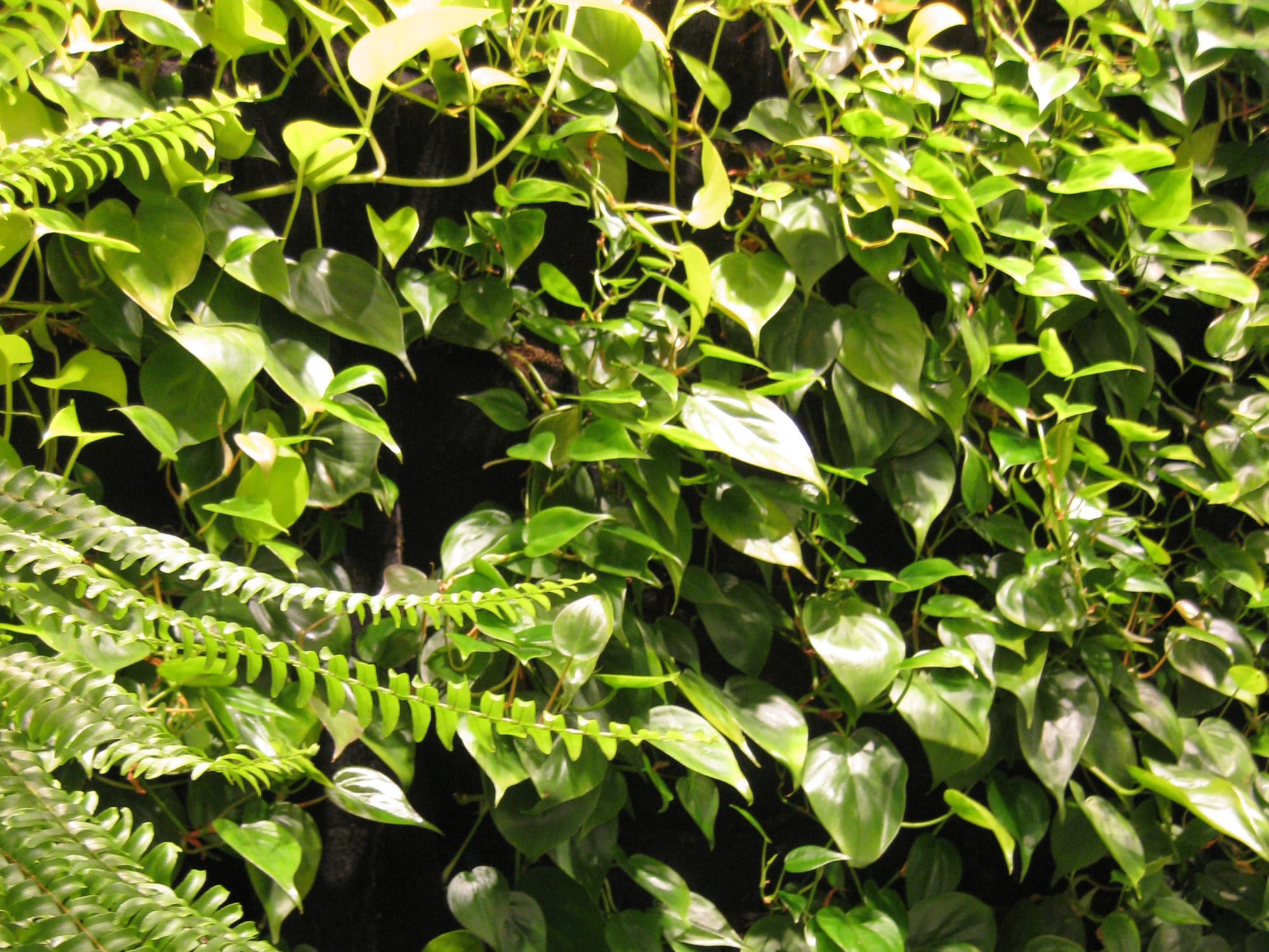 Bei der grünen Wand Sempergreen Vertical Systems kommen vorkultivierte Paneele zum Einsatz, die an Profilen eingehängt und montiert werden