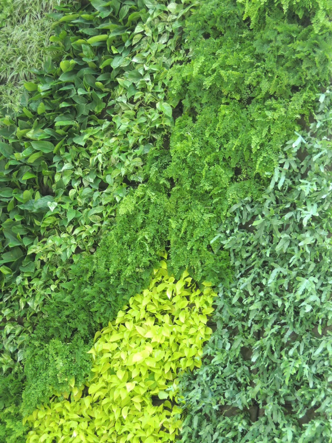 Farn, Efeutute, Grünlilie oder Philodendron sind typische Pflnazen für Grüne Wände