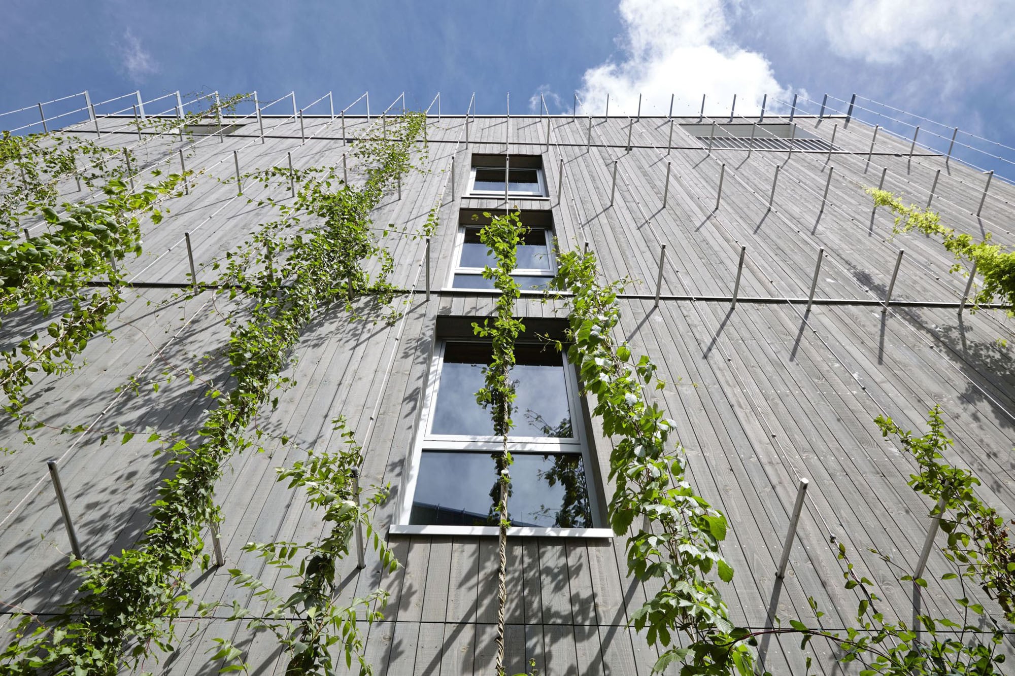 Vor dem grauen Holz soll es grün werden: Für dieses Wohnhaus im Passivhaus-Standard in Freiburg entwarfen die Architekten Barkow Leibinger auch eine Rankhilfe