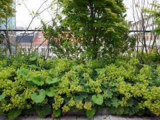 Die Auswahl der Pflanzen für Intensivbegrünungen ist ähnlich vielfältig wie bei herkömmlichen Gartenanlagen auf Bodenebene.