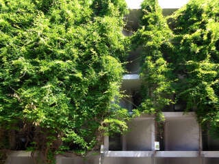 Blauregen als Schlingpflanze an Seilen (Parkhaus N2 in Mannheim)