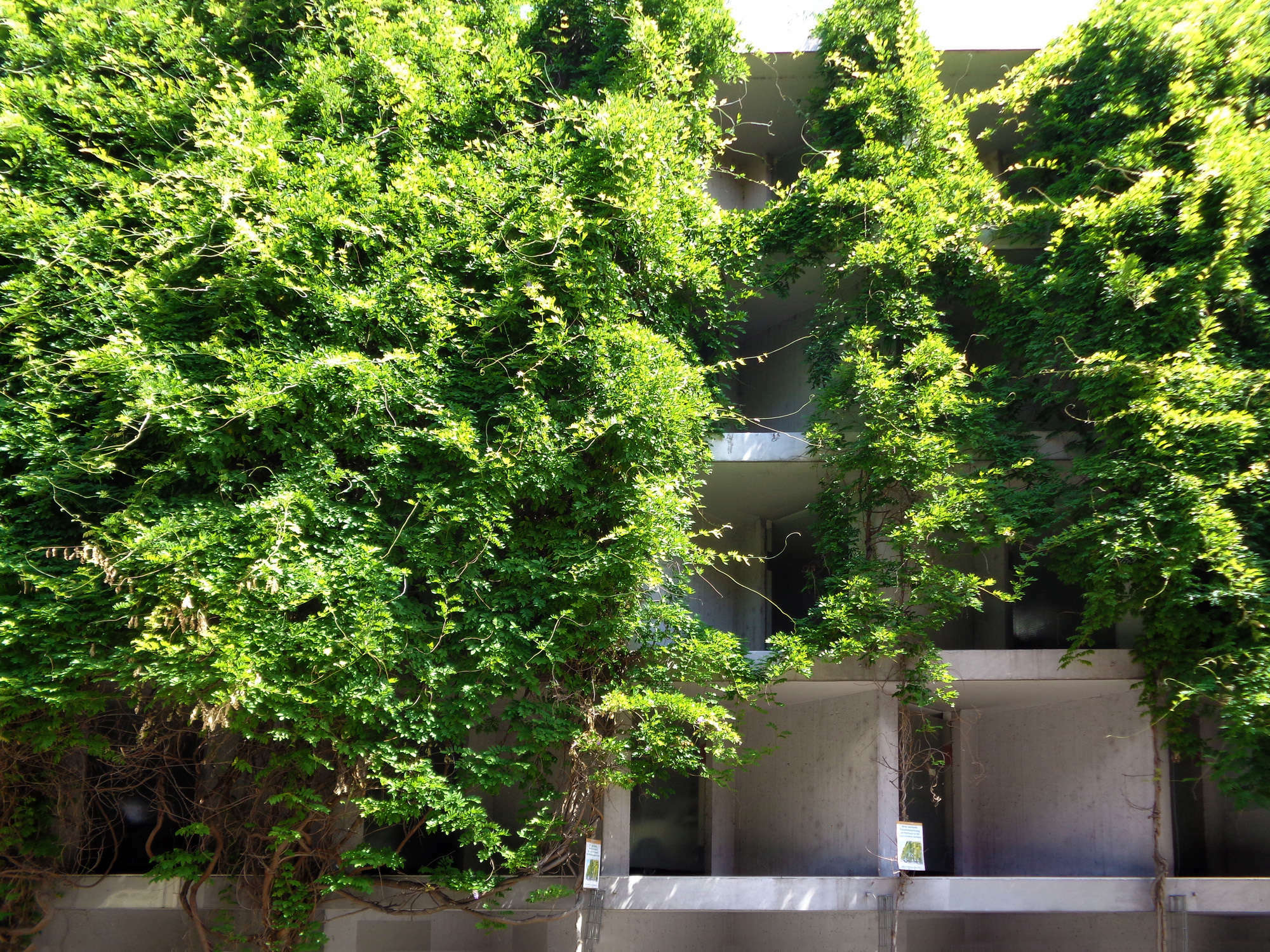 Blauregen als Schlingpflanze an Seilen (Parkhaus N2 in Mannheim)