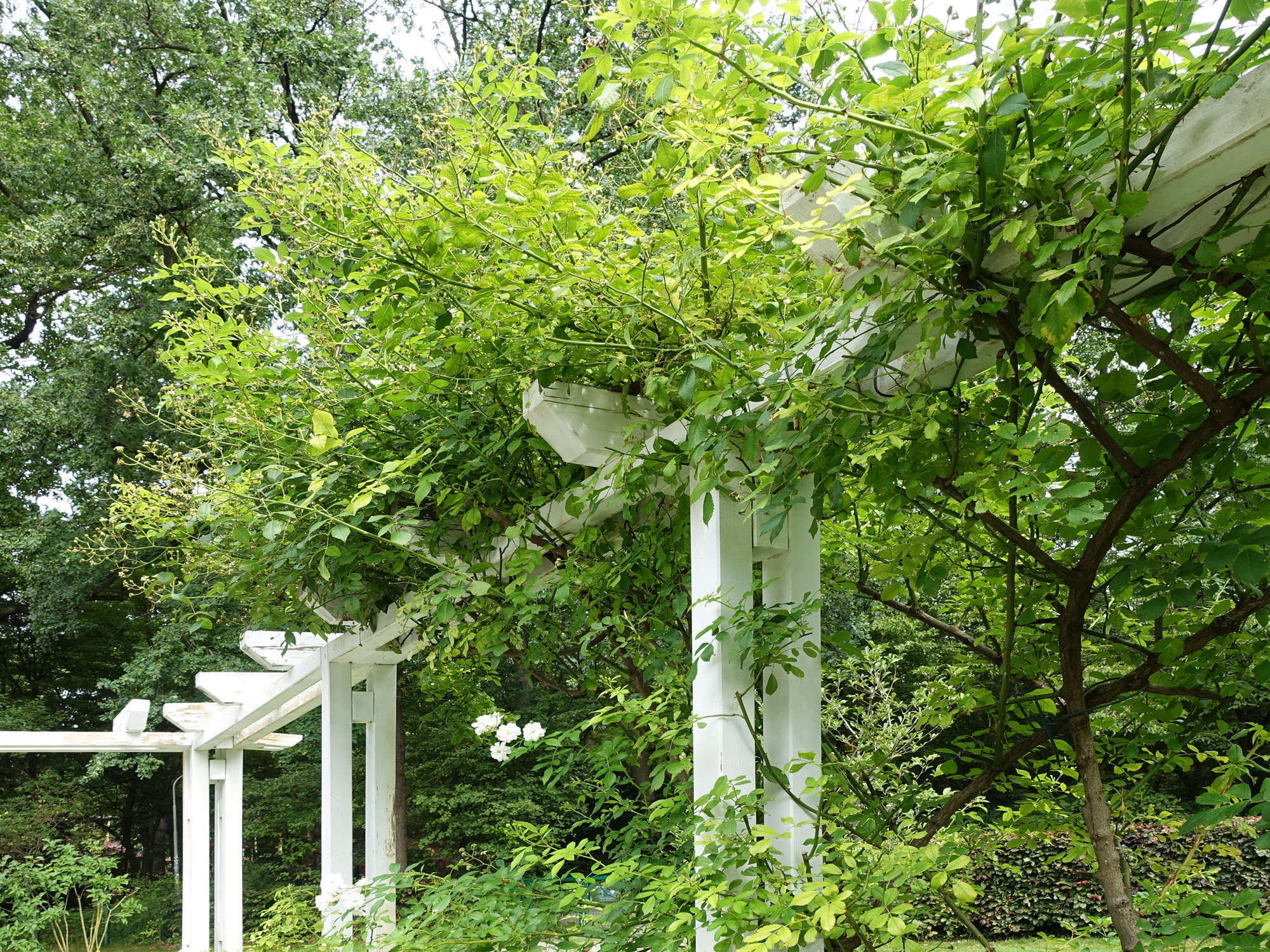 Klimmende Arten, wie hier eine Kletterrose halten sich mithilfe ihrer Stacheln oder Dornen an der Wuchshilfe fest.