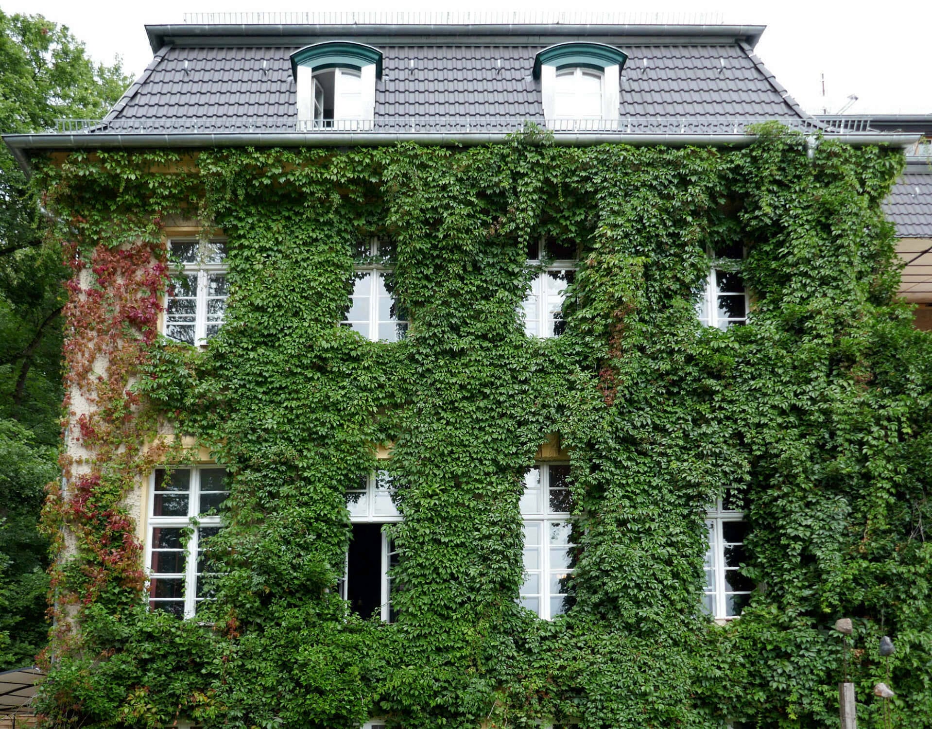 Wilder Wein ist eine selbstklimmende Pflanze, die sich durch ihre Wurzeln an die Fassade heftet.