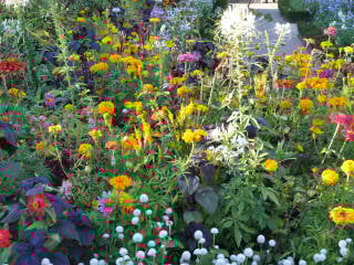 Die Zahl der Fluginsekten ist in Deutschland seit 1989 um mindestens 75 Prozent zurückgegangen.