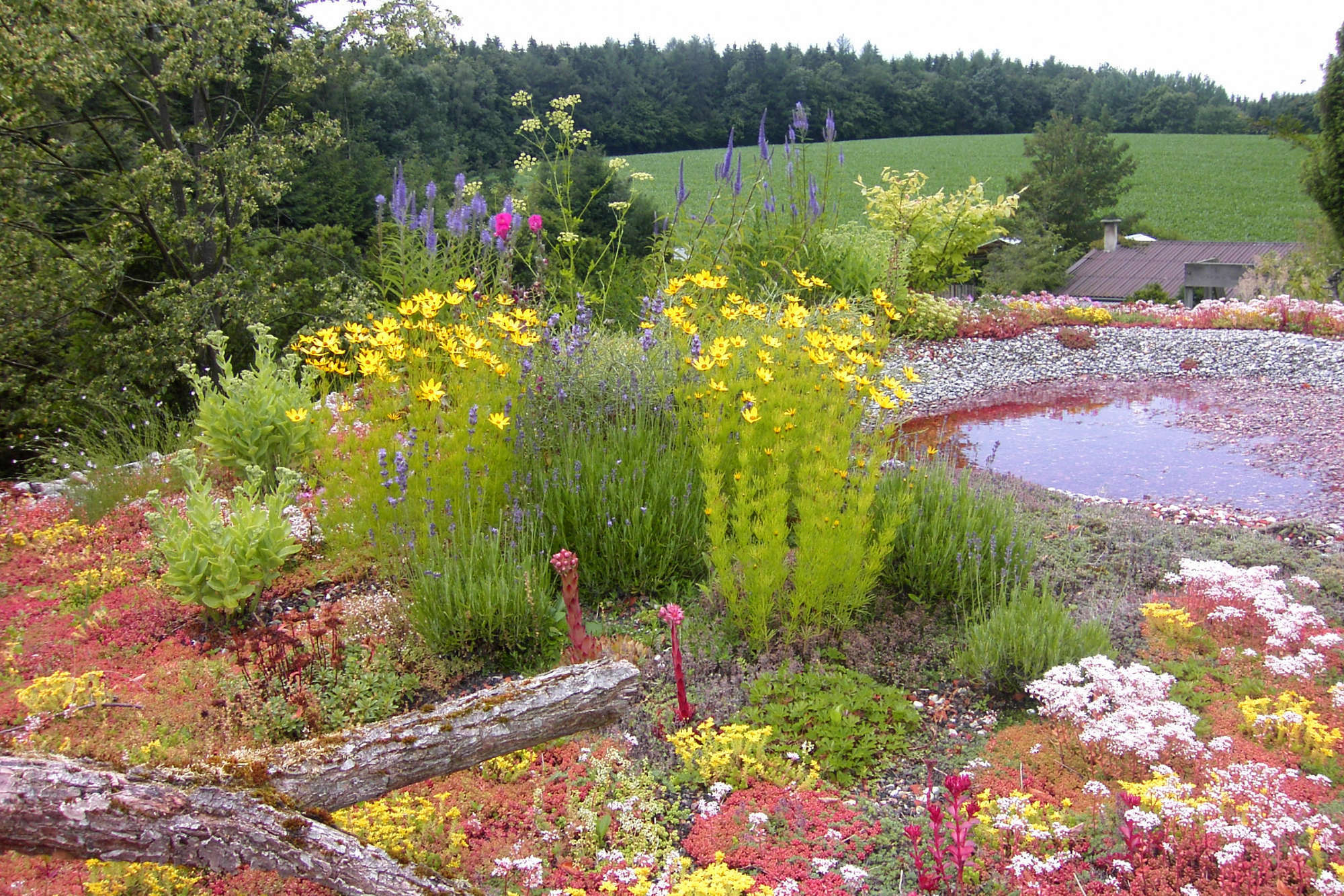 Eine Dachbegrünung mit vielfältigen Biodiversitätsbausteinen.