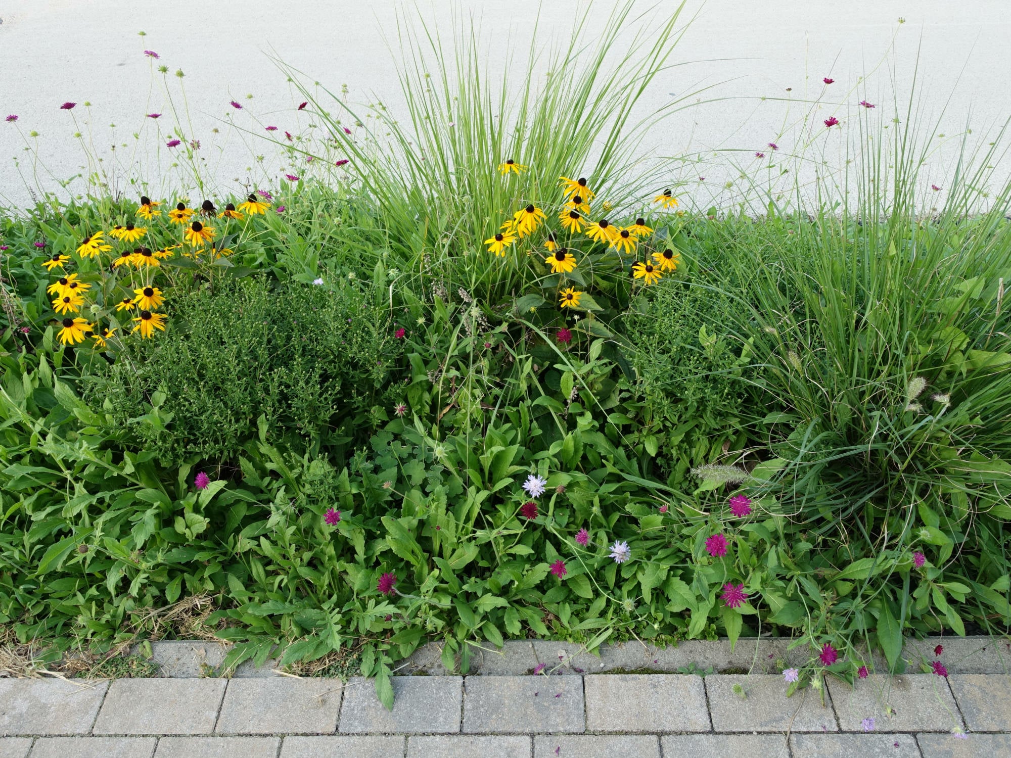 Vegetationsformen im Stadtraum | Stadt- und Dachbegrnung | Vegetation |  BauNetz Wissen