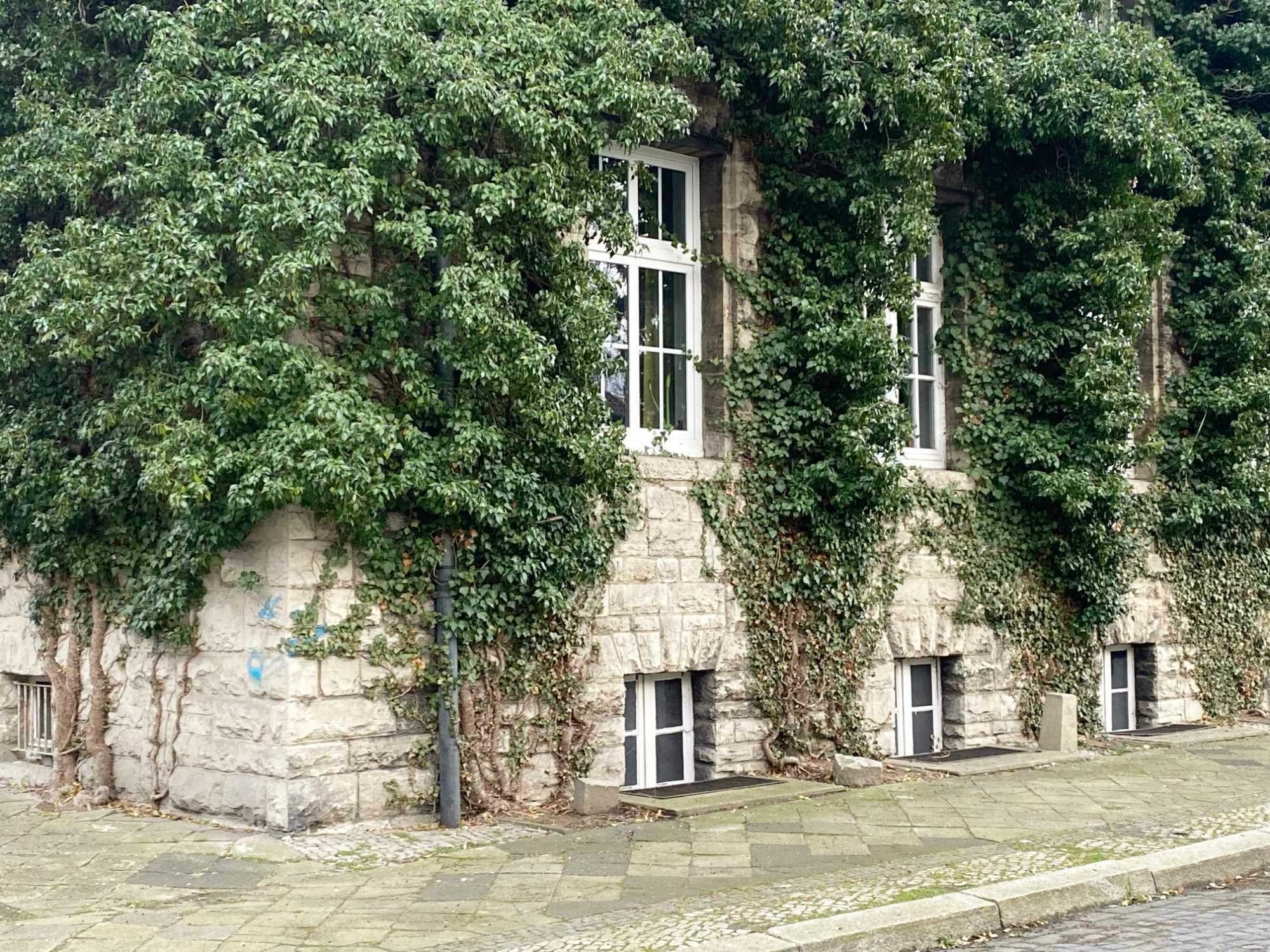Fassadenbegrünungen können bodengebunden (wie hier im Bild) oder wandgebunden sein.