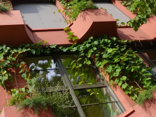 Begrünte Fassaden wirken kühlend aufgrund von Verschattung und Verdunstung, dämpfen Straßenlärm, bieten Lebensraum für Insekten und Vögel und stellen zudem einen natürlichen Graffitischutz dar.