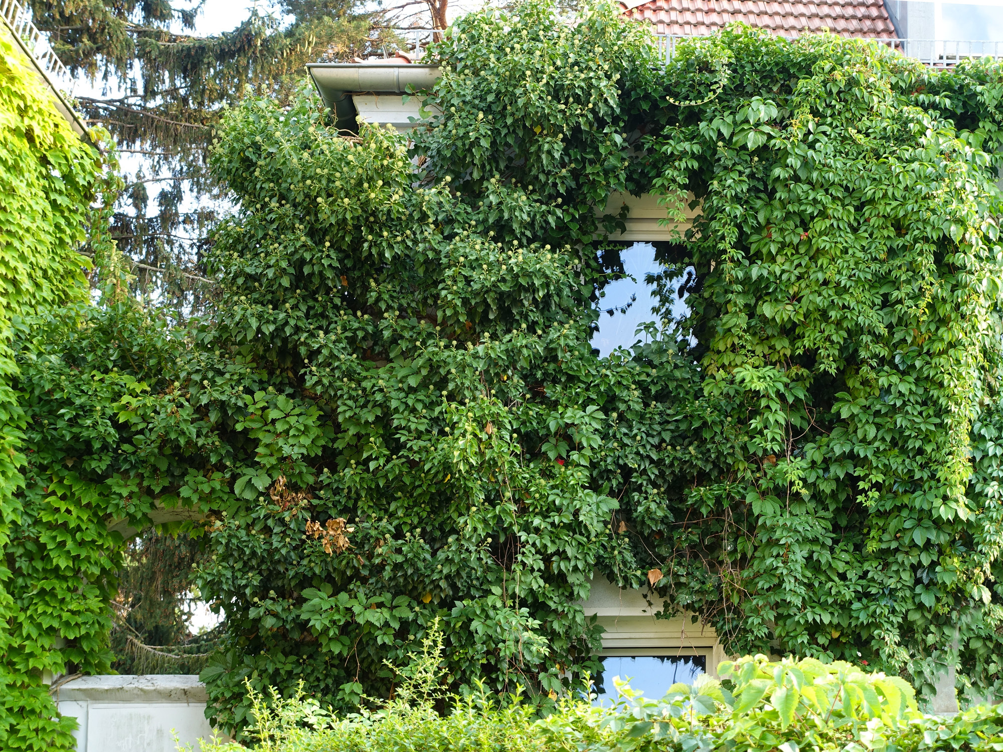 48+ Begrünte Pergolen Im Vorgarten, Eine begrünte pergola spendet
