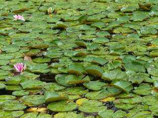 An den bis zu tellergroßen Lotus-Blättern perlt das Regen- und Tauwasser ab, sodass Schmutz und Schädlinge keinen Halt finden. Im Bild ein Teich mit Lotus und Seerosen