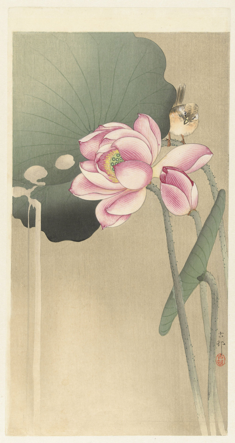 Kulturgeschichtlich wird Lotus seit mehreren tausend Jahren hoch geschätzt. Im Bild „Songbird and Lotus“, Künstler Ohara Koson, farbiger Holzdruck auf Papier, Japan etwa 1900 bis 1936