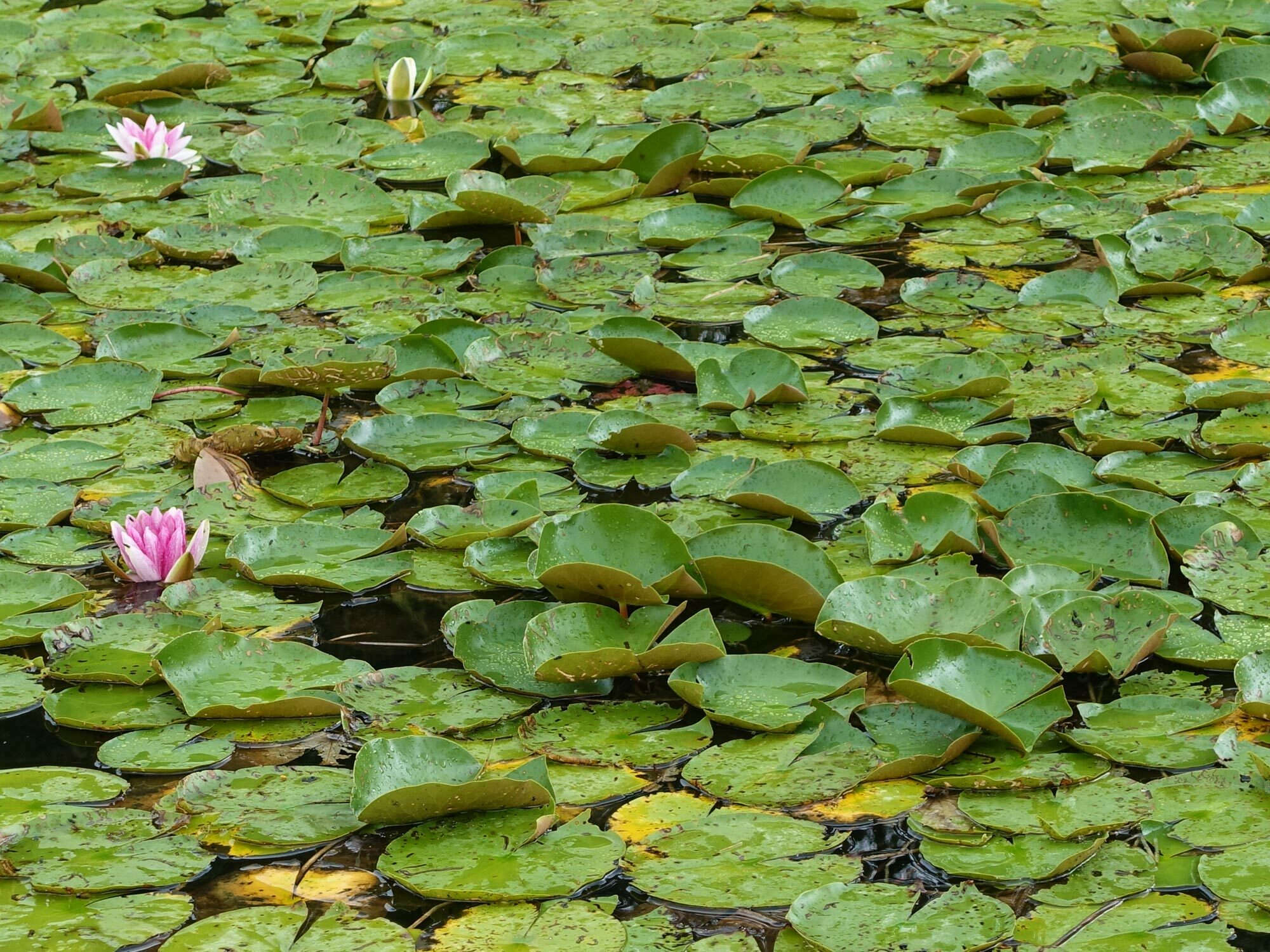 An den bis zu tellergroßen Lotus-Blättern perlt das Regen- und Tauwasser ab, sodass Schmutz und Schädlinge keinen Halt finden. Im Bild ein Teich mit Lotus und Seerosen