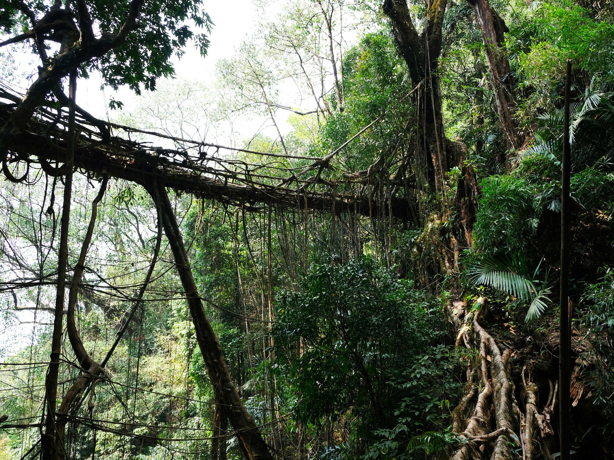 Meghalaya-Brücke aus den verschlungenen Luftwurzeln des Gummibaums Ficus elastica.