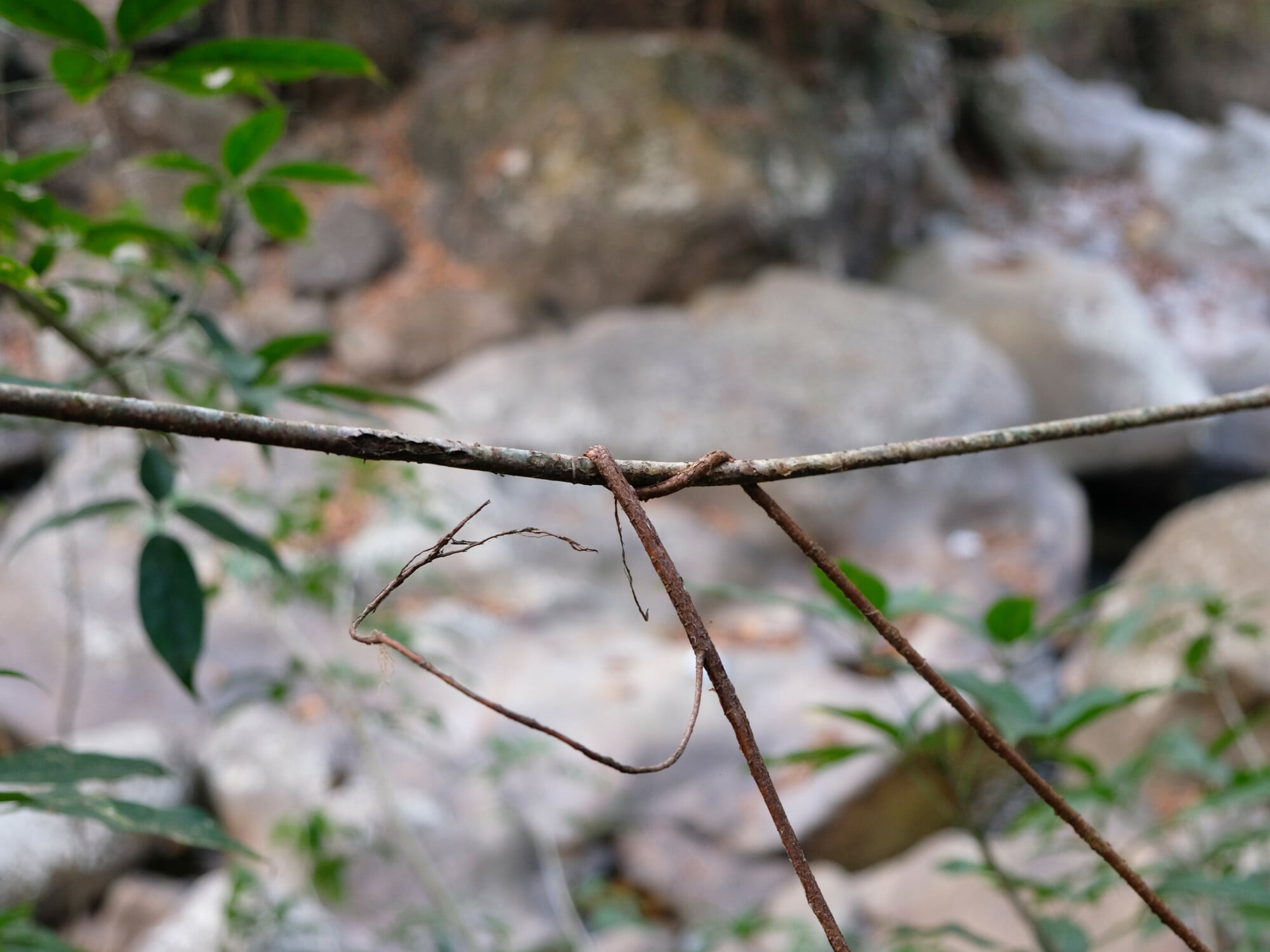 Eine junge und eine etwas ältere Luftwurzel des Gummibaums Ficus elastica wurden zu einem Netzwerk verknotet, wodurch sie sich verkürzen und straffen. Später werden die Wurzeln an dieser Stelle miteinander verwachsen.