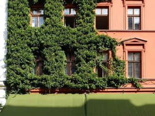 Fassaden- und Wandbegrünungen verleihen Gebäuden ein individuelles Aussehen und werten das Stadtbild optisch auf.