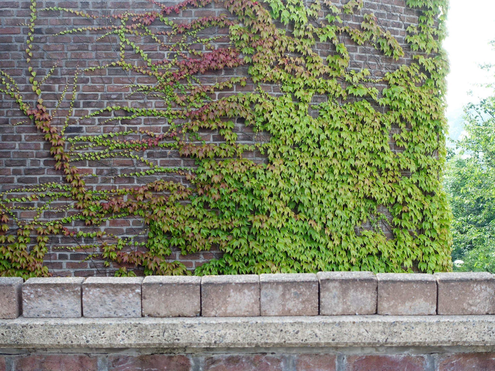 Eine Gebäudebegrünung die Fassade vor Beschädigungen und Abnutzungen durch Niederschlag, extreme Temperaturen und mechanische Belastungen.