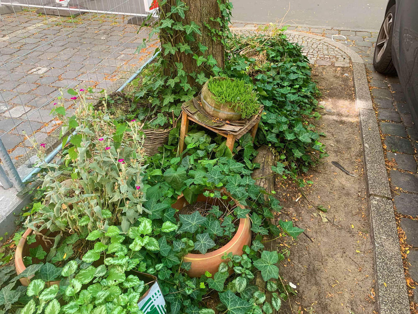 Baumscheiben befinden sich neben Ein- und Ausfahrten sowie auf Markt- und Vorplätzen und ähnlichen Orten im öffentlichen Raum.
