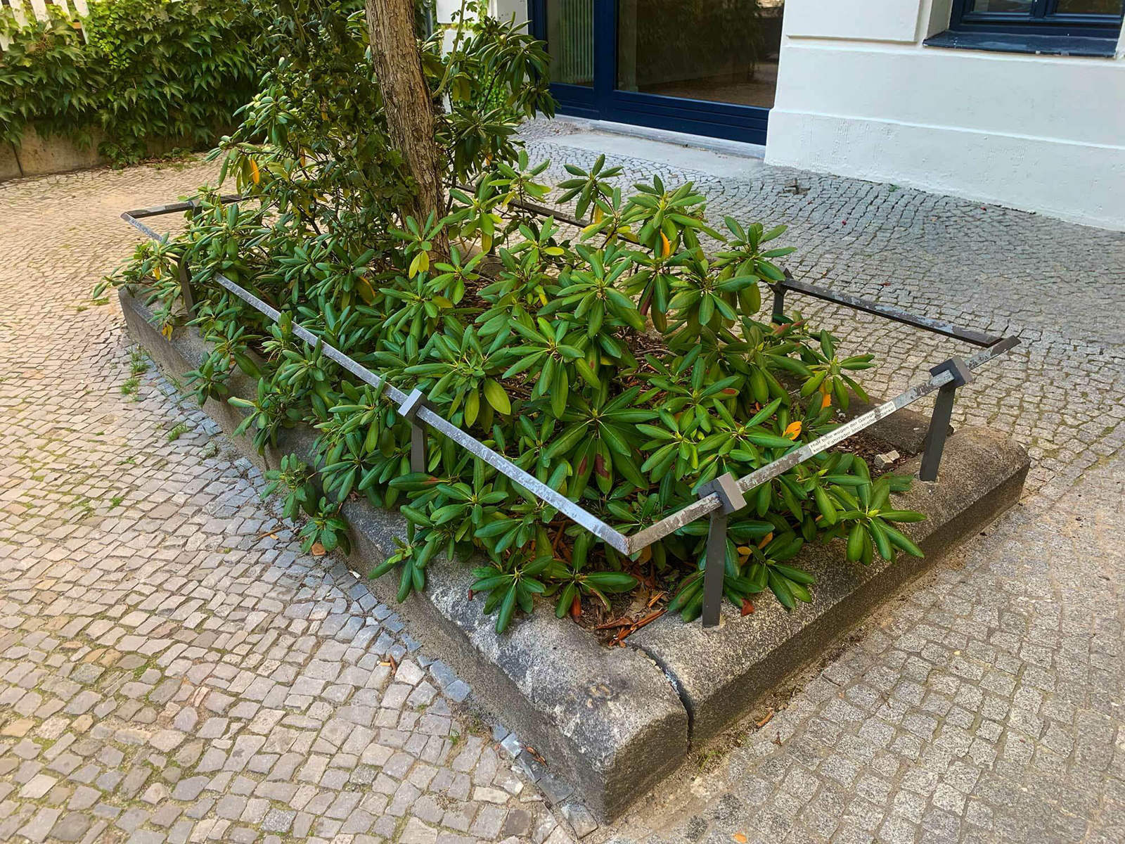 Für einen einfachen Schutz von Stamm und oberem Wurzelbereich ist der Rand einer Baumscheibe meist gepflastert und manchmal zusätzlich mit einem niedrigen Metallgeländer eingefriedet.