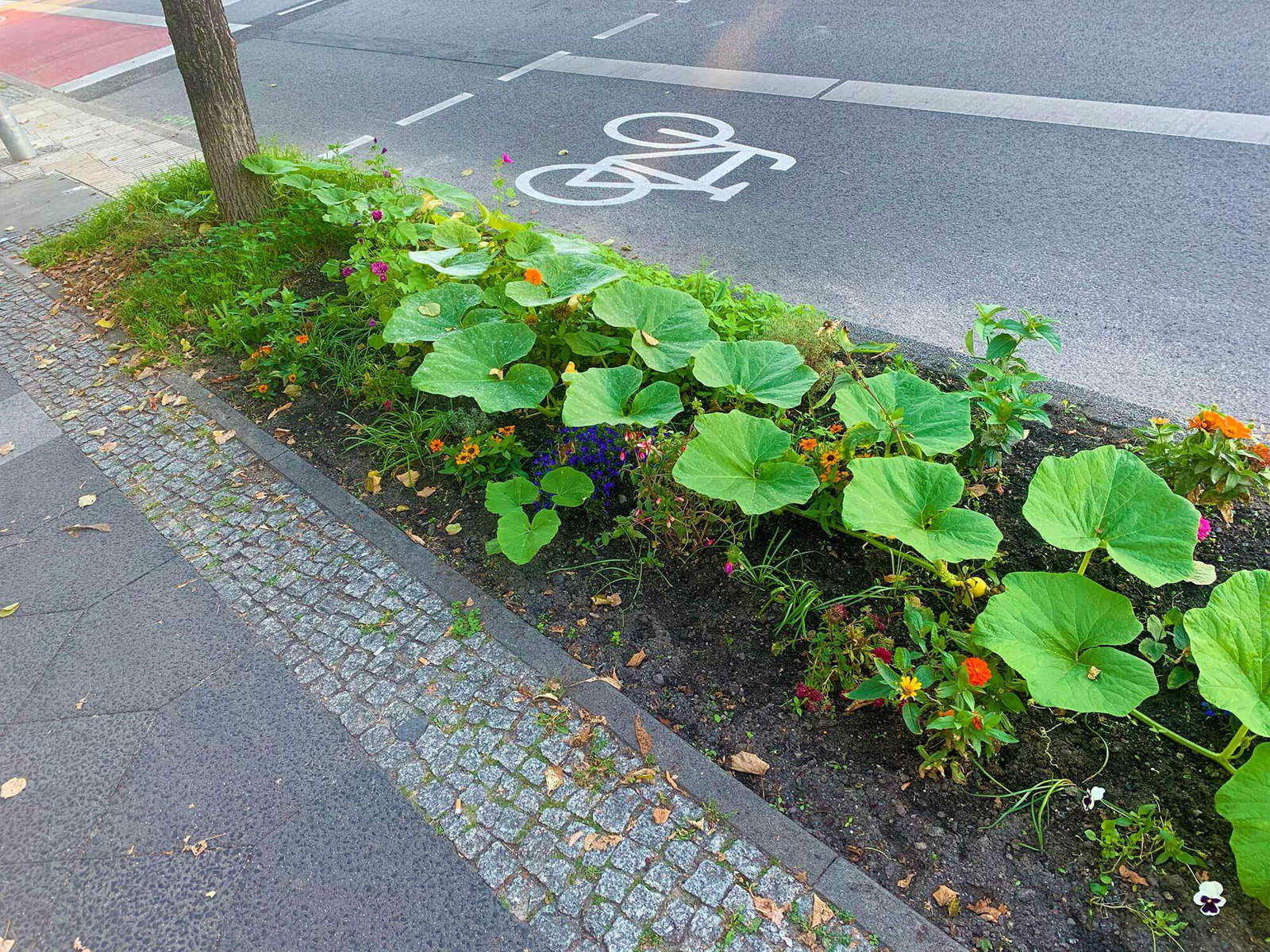 Die Fläche kann kreisrund, oval, quadratisch oder langgezogen rechteckig sein mit Größen zwischen einem und bis zu acht oder mehr Quadratmetern. 