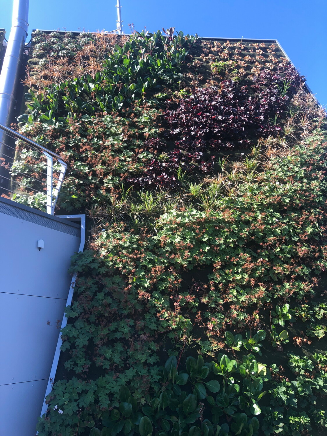 Eine begrünte Wandfläche schützt im Sommer die Gebäudehülle vor dem Aufheizen.