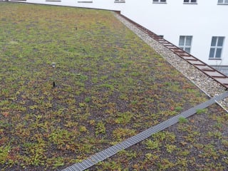 Auf Flachdächern anfallendes Niederschlagswasser muss sicher abgeführt werden.