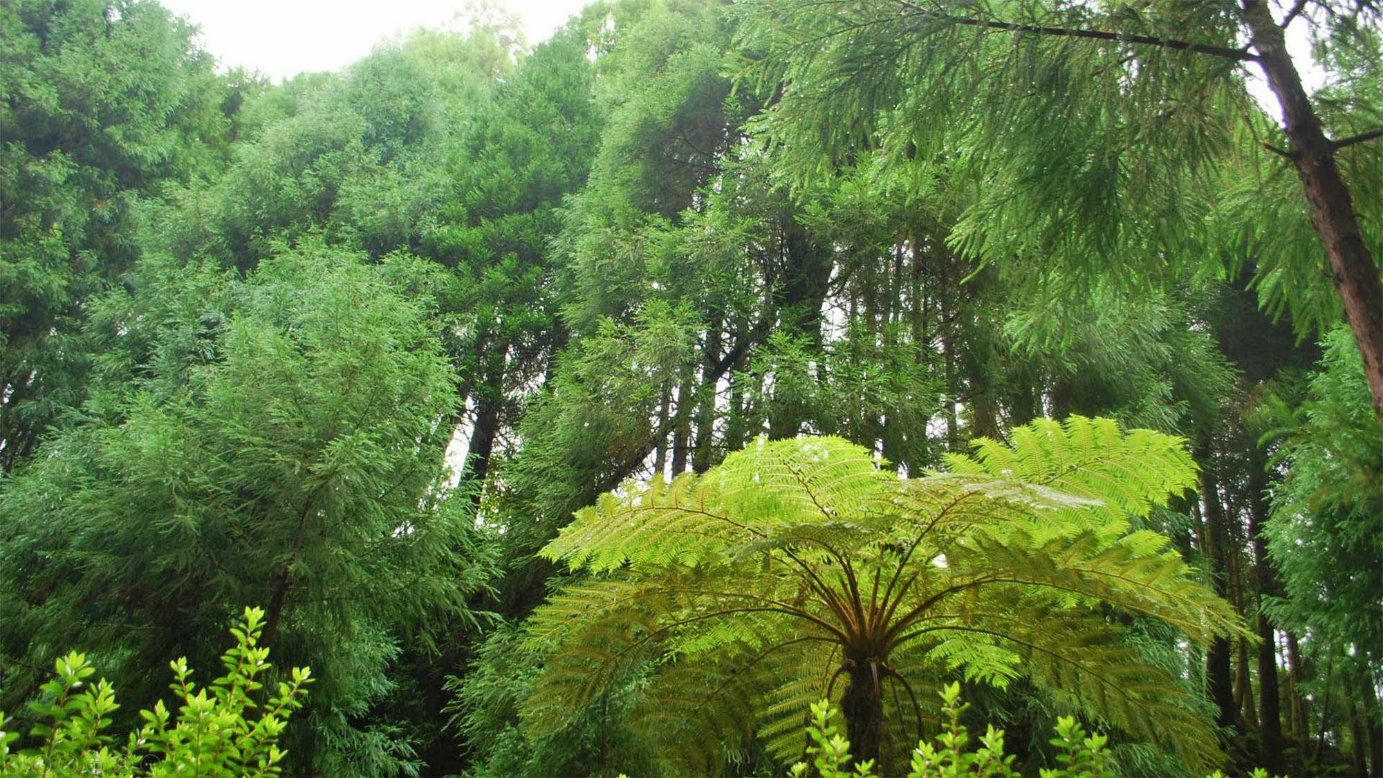 Yakisugi Fenster und Türen Materialien/Werkstoffe