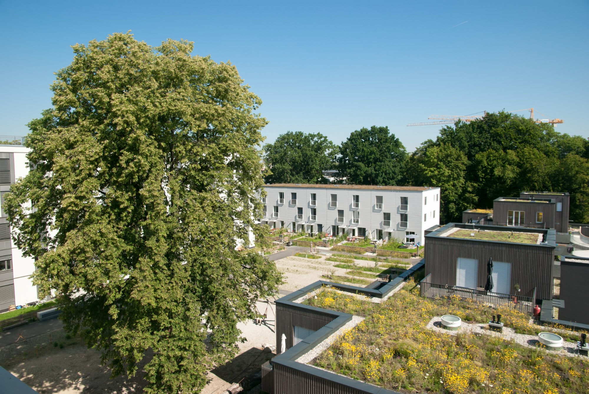 Die Landschaftsarchitekten schafften es, bestehende Bäume während des Bauprozesses zu schützen und in die neue Gestaltung einzubeziehen. 