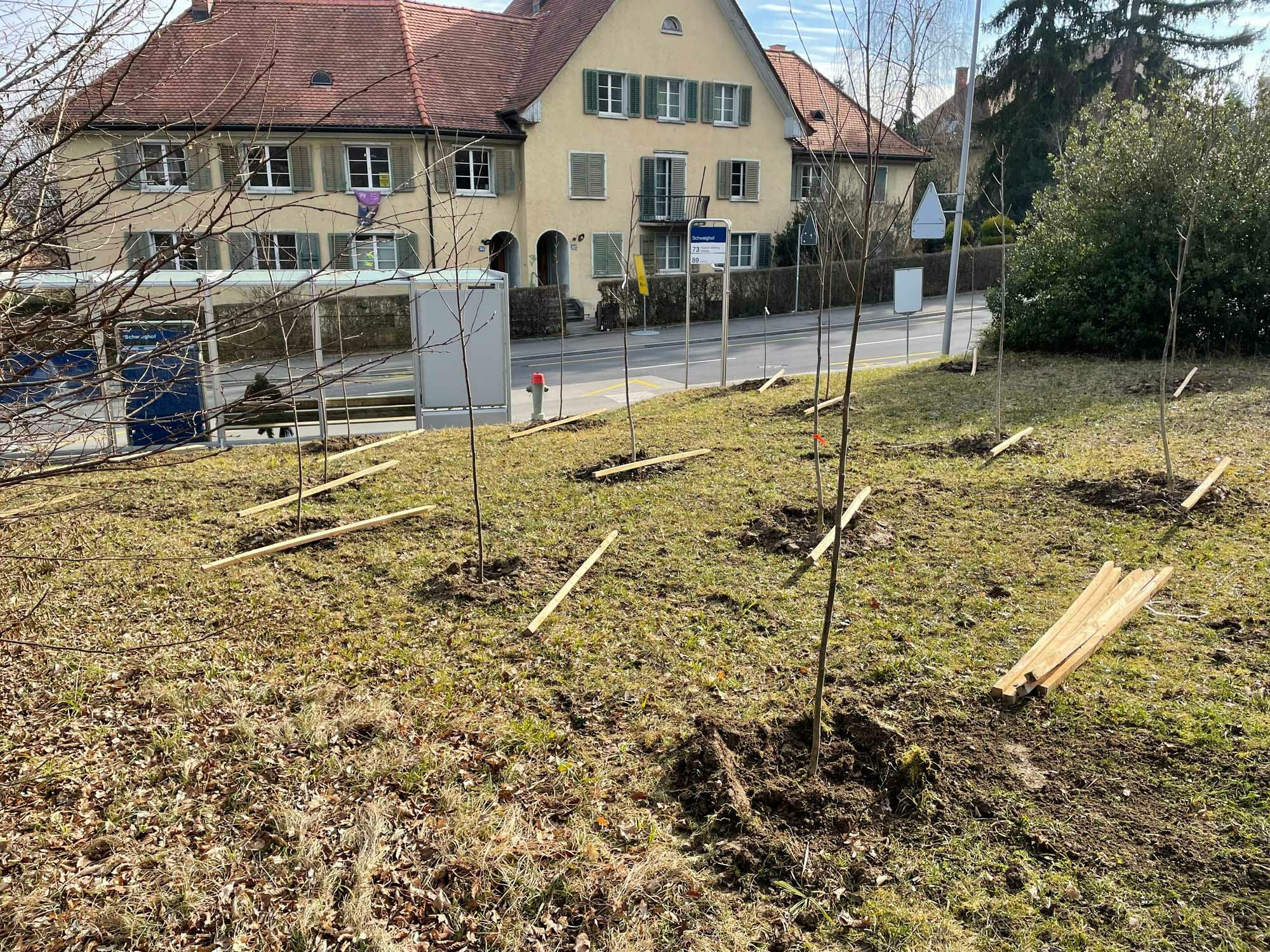 In Zürich wurden auf einer Fläche von 520 Quadratmetern 45 einheimische Gehölze gepflanzt.