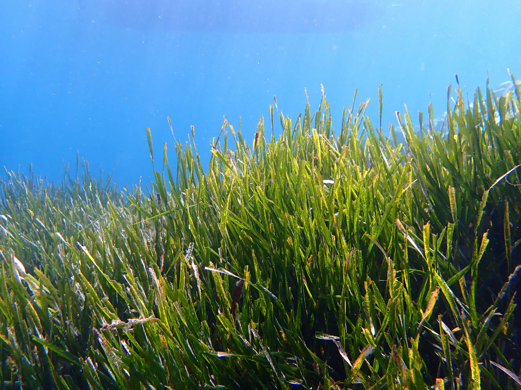 Im Mittelmeer verbreitet ist die auch als Neptungras bekannte Art Posidonia oceanica.