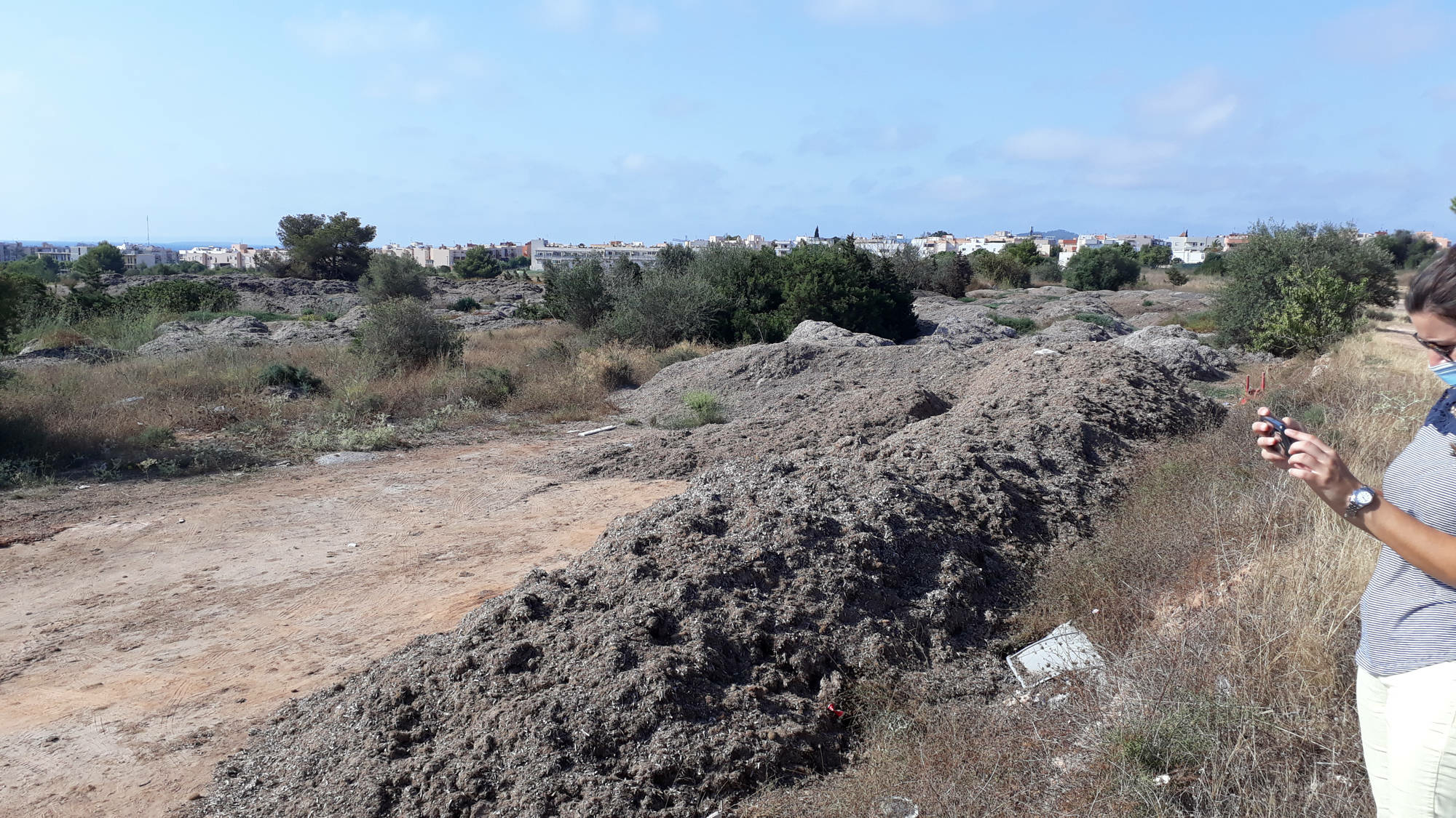 Seegras gilt an den Stränden europäischer Küsten in der Regel als Abfall, etwa hier auf Ibiza.