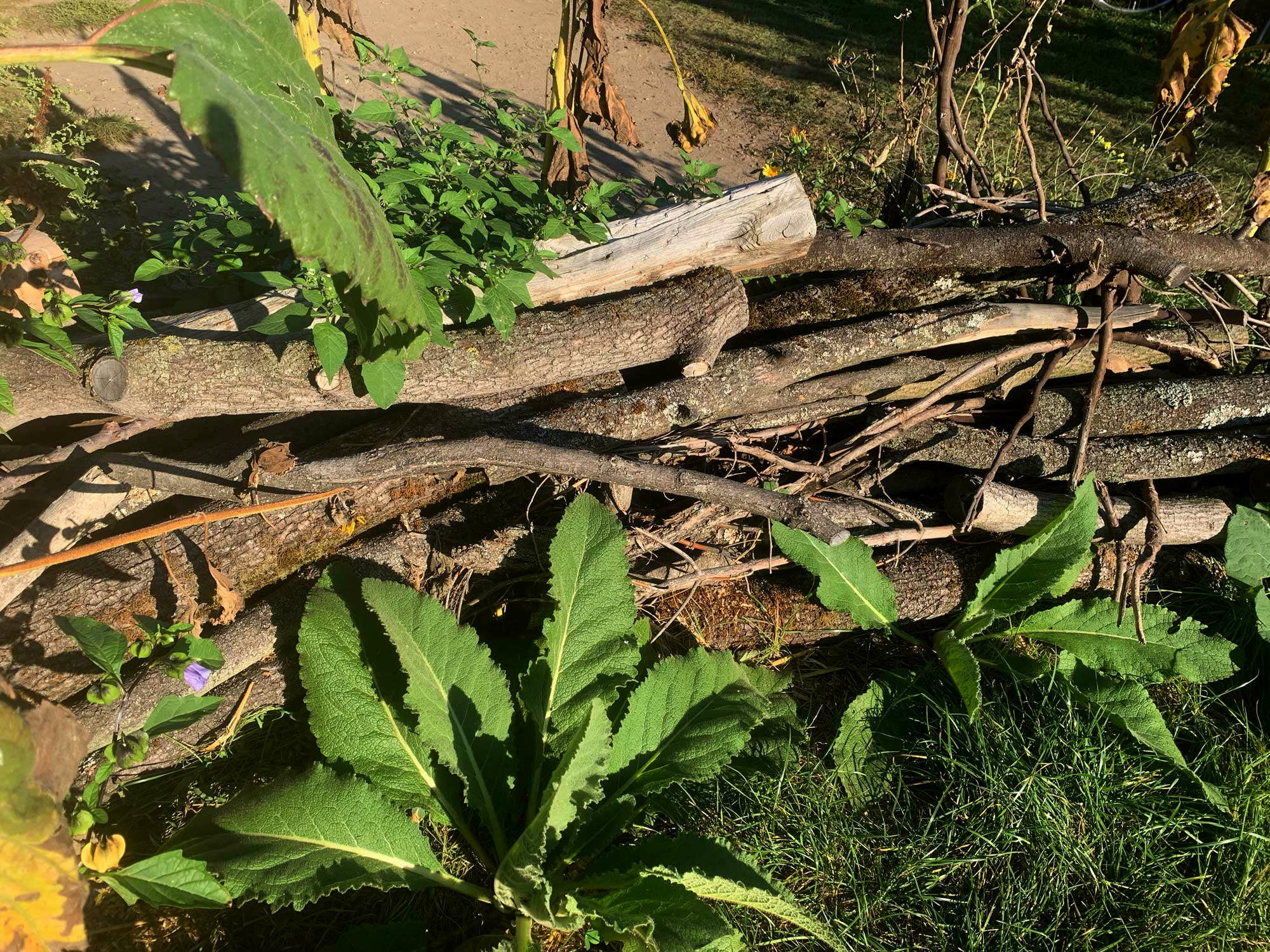 Dieses tote Holz sackt im Laufe der Zeit ab, verrottet und zersetzt sich zu Humus. Eine Totholzhecke wird deshalb Jahr für Jahr kontinuierlich wieder aufgefüllt, um Höhen zwischen einem halben Meter bis zu zwei Metern zu erreichen. 