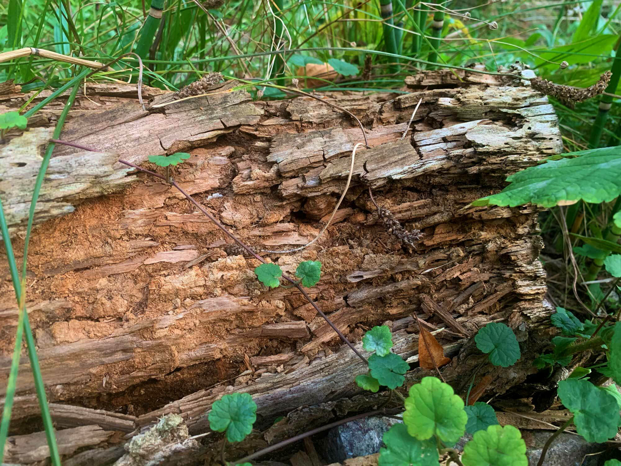 Biologisch besorgniserregend ist eine Schrumpfung der natürlichen Lebensräume durch immer weniger naturbelassene grüne, feuchte und erdige Bereiche, durch ungeeignete Pflanzen sowie durch das unmittelbare Beseitigen von Kadavern und Totholz.