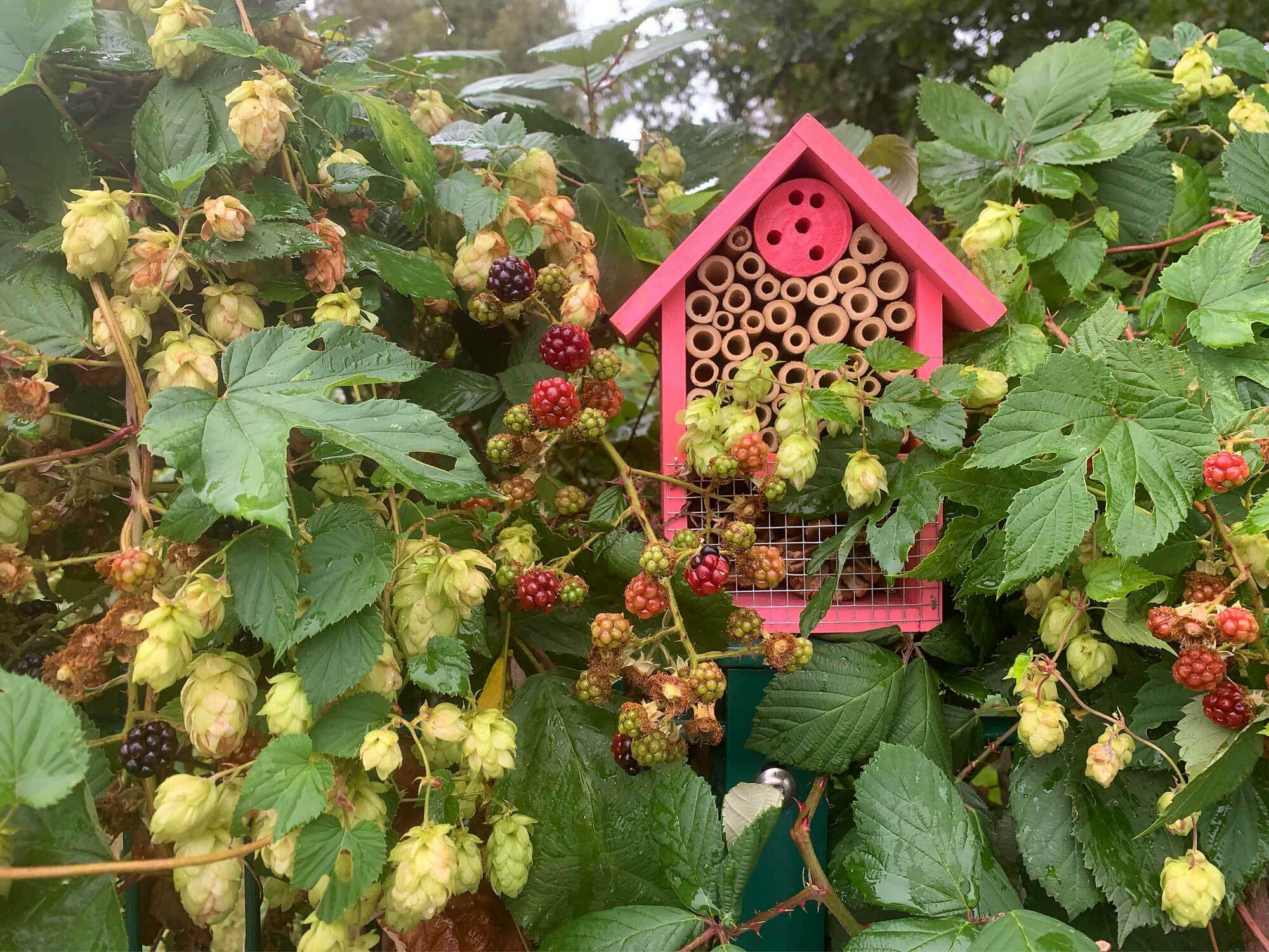 Ein Insektenhotel besteht aus einem hölzernen Rahmen um eine Ansammlung von kleinen Nischen, Rohren, Halmen oder Waben als Hohlräumen aus natürlichen Materialien wie Schilf, Stroh, Holz oder Kiefernzapfen.