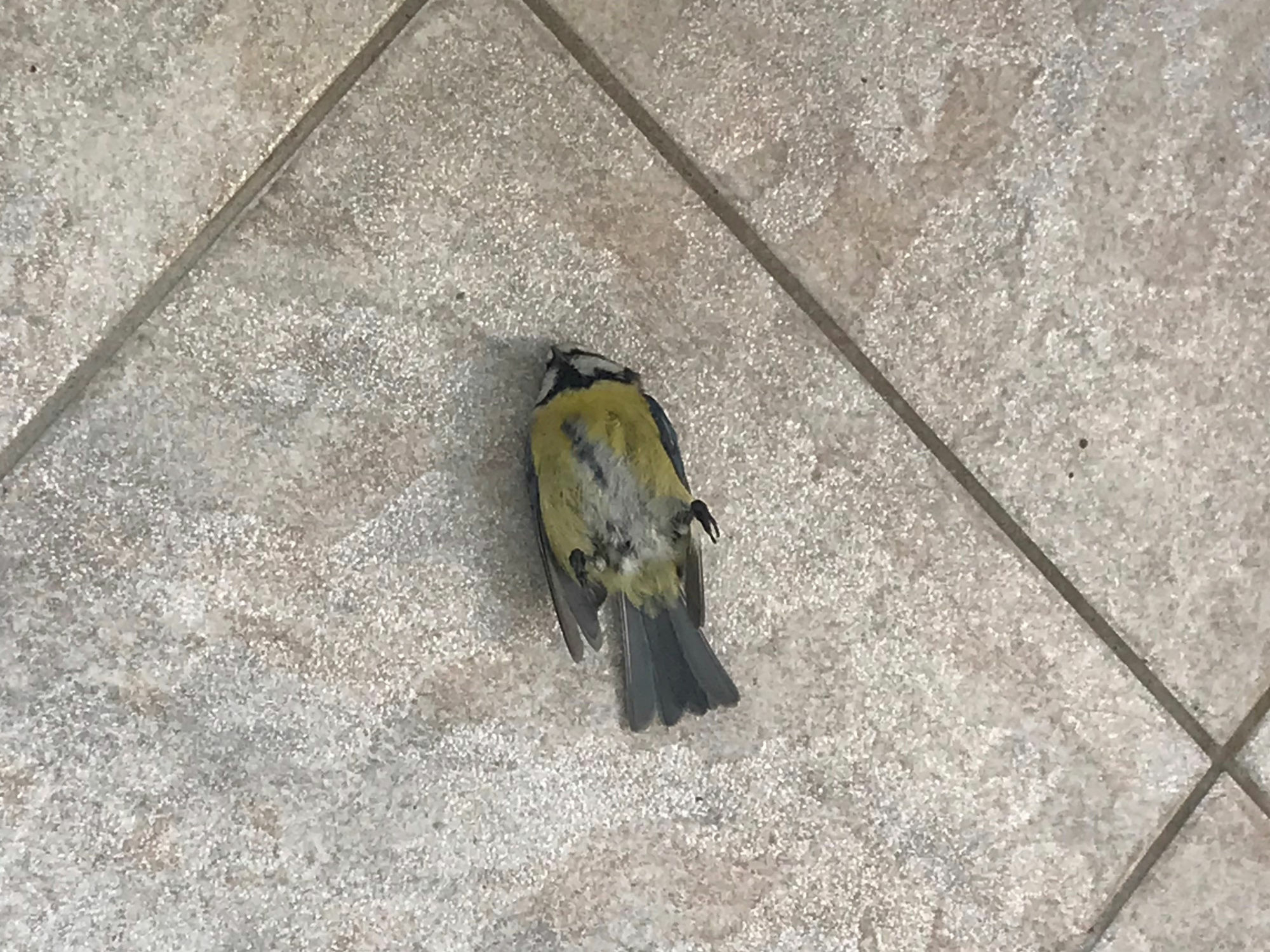 Nach Angaben des NABU sterben allein in Deutschland jährlich schätzungsweise etwa 100 Millionen Vögel durch Vogelschlag.