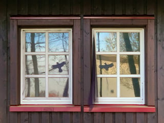 Aufkleber mit schwarz ausgefüllten Silhouetten von Greifvögeln sollen anfliegende Vögel abschrecken.