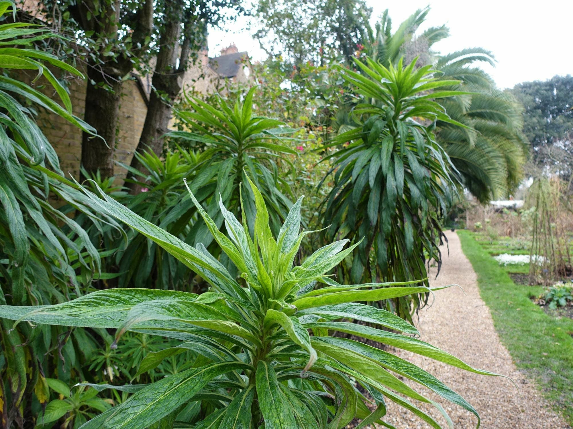 Chelsea Physic Garden, London Teil 1 Stadt und Dachbegrünung