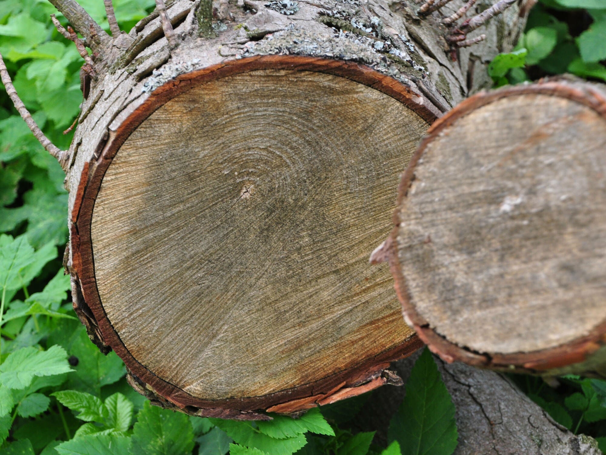 Für Holz typisch ist die wuchsbedingte Richtungsabhängigkeit aller Eigenschaften.
