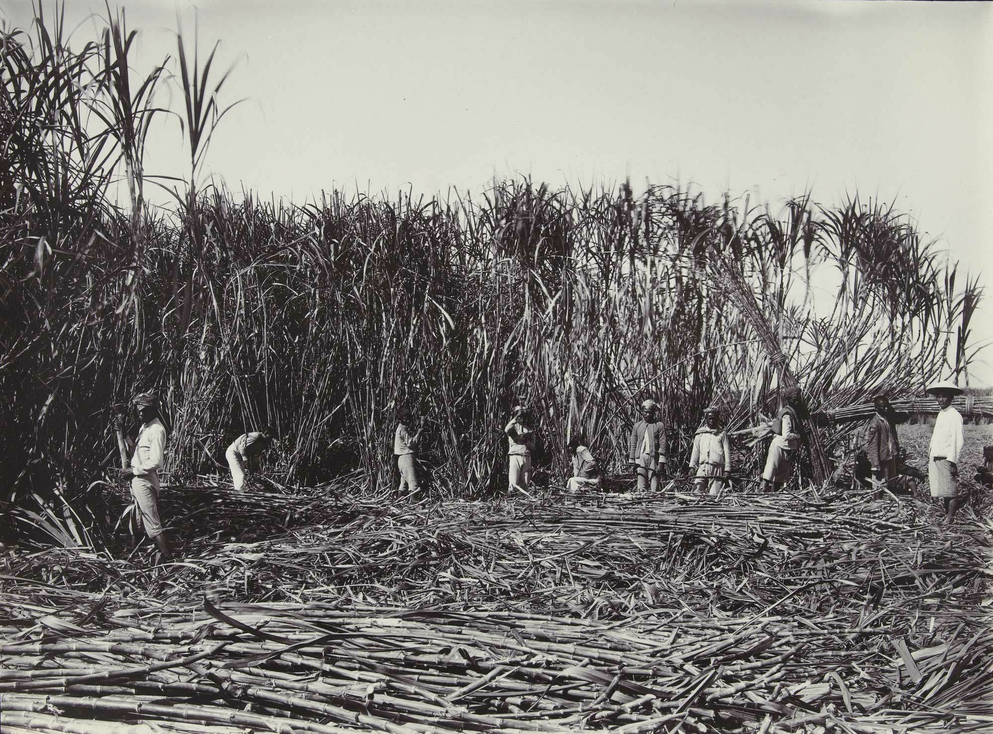 Zuckerrohr-Ernte auf einer Plantage in Ceribon, Niederländisch-Ostindien (heute Indoniesien), zwischen 1890 und 1991
