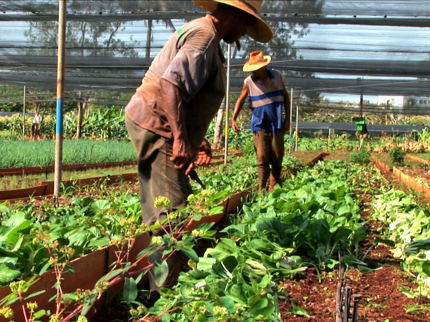 Urban Gardening umfasst verschiedene Formen der städtischen Nahrungsmittelproduktion.