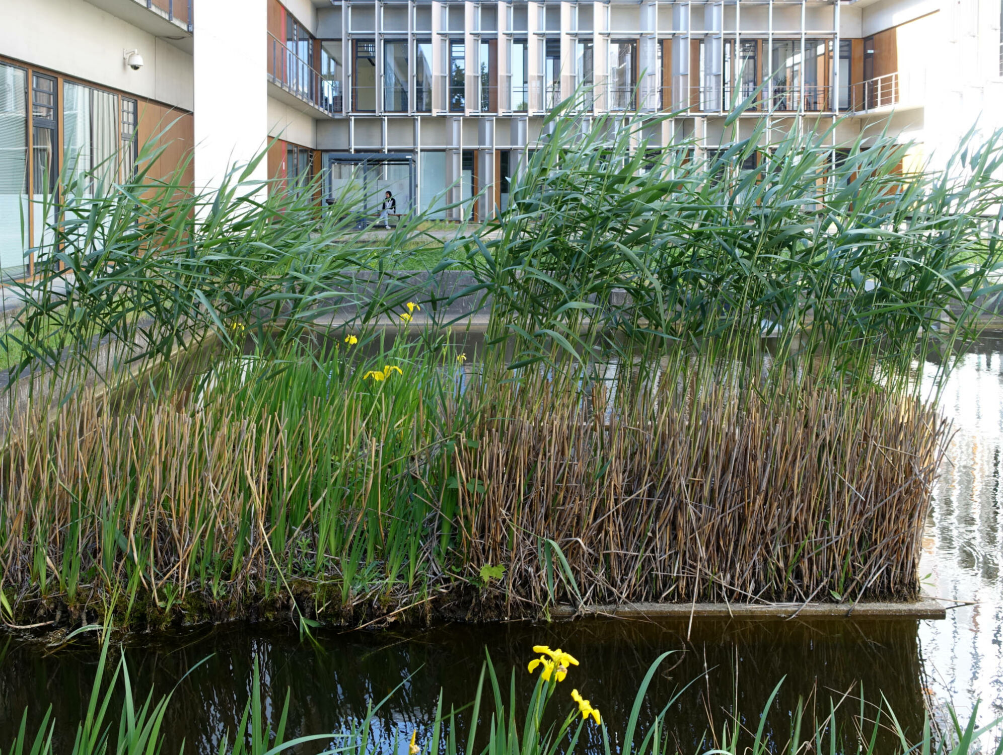 Regenrückhaltebecken am UTZ Innovationszentrum für Umelttechnologie Berlin-Adlershof, Landschaftsarchitektur: B.A.E.R. Becsei + Hackenbracht
