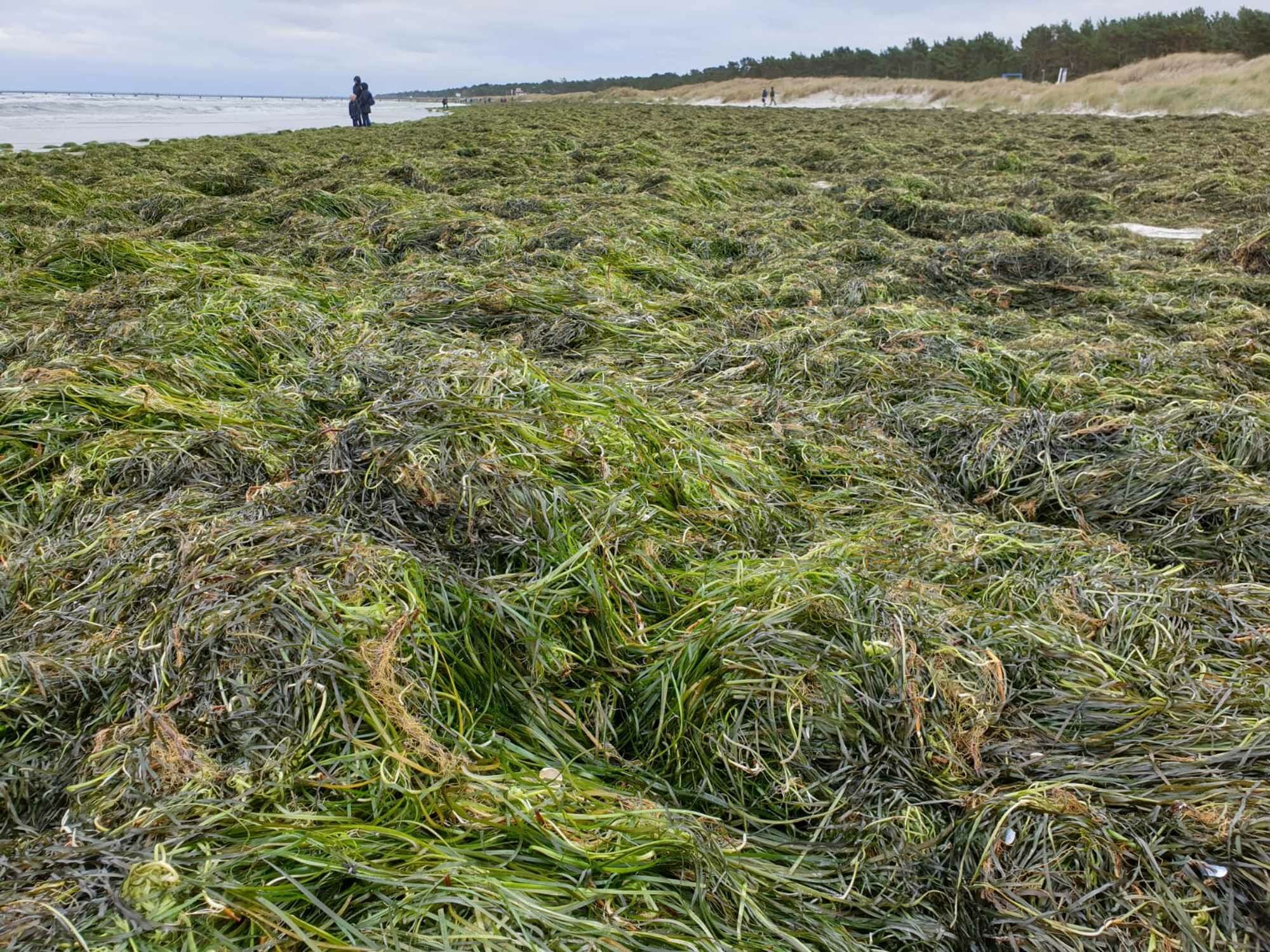 Riesige Mengen Seegras spülen die Wellen an die Küsten von Dänemark, vornehmlich in den Wintermonaten.