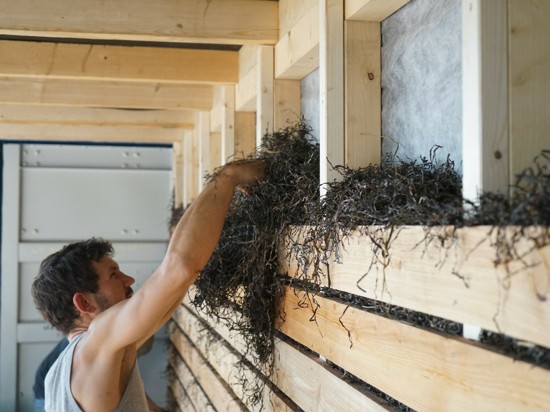 Die frischen, noch grünen Blätter von Ostsee-Seegras lassen sich zu Dämmstoff weiterverarbeiten.