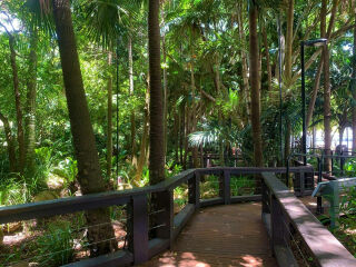 Der Stadtpark wurde Rainforest Walk getauft und beherbergt ausschließlich endemisch subtropische Pflanzen.